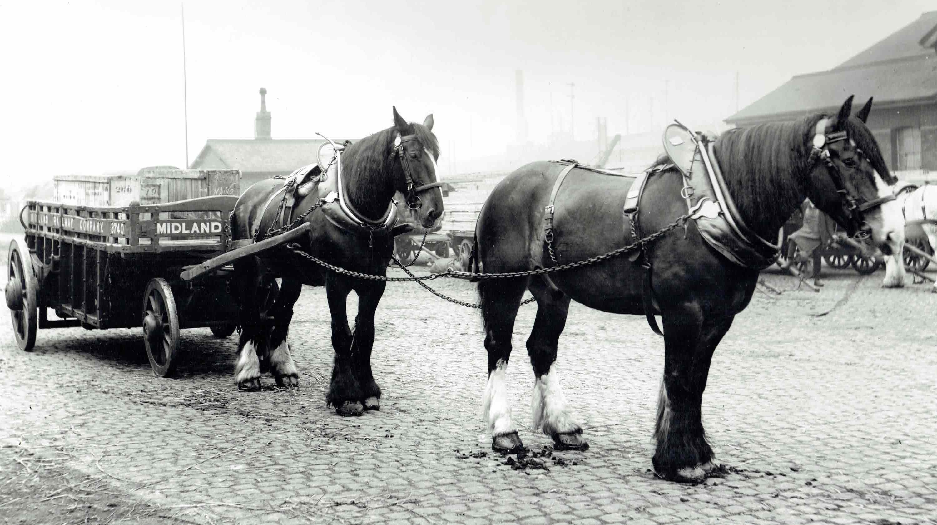A period photograph of two large horses patiently waiting to set off from a goods yard with a large dray